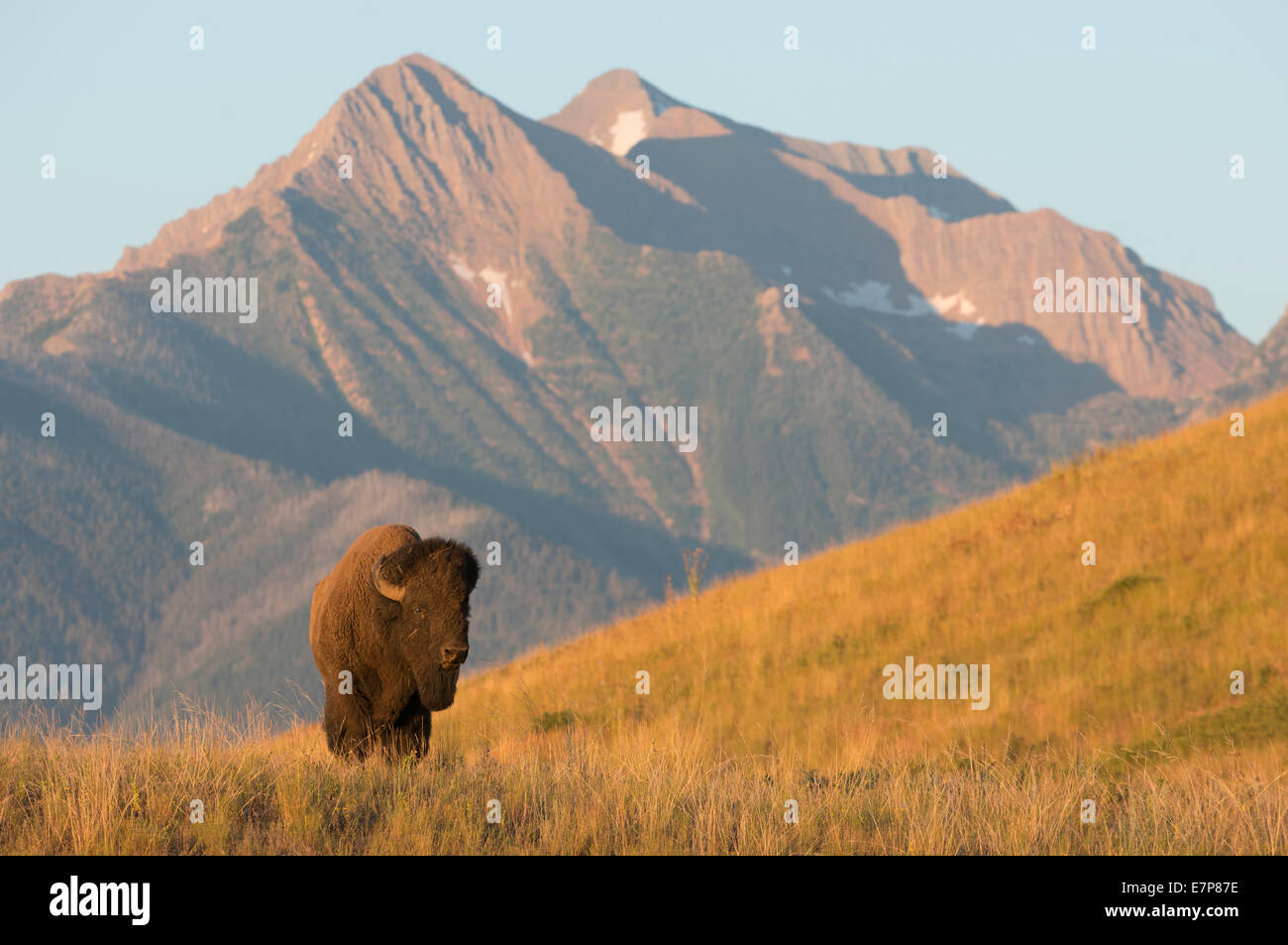 Un toro (Bison bison bison) nella parte anteriore della missione montagne gamma, National Bison Range, Montana Foto Stock