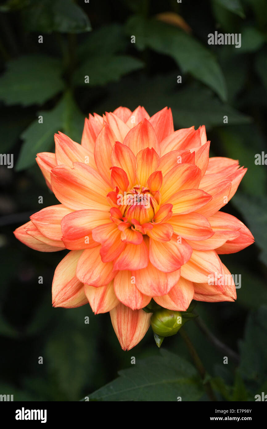 Dahlia 'Karma Fiesta' Foto Stock