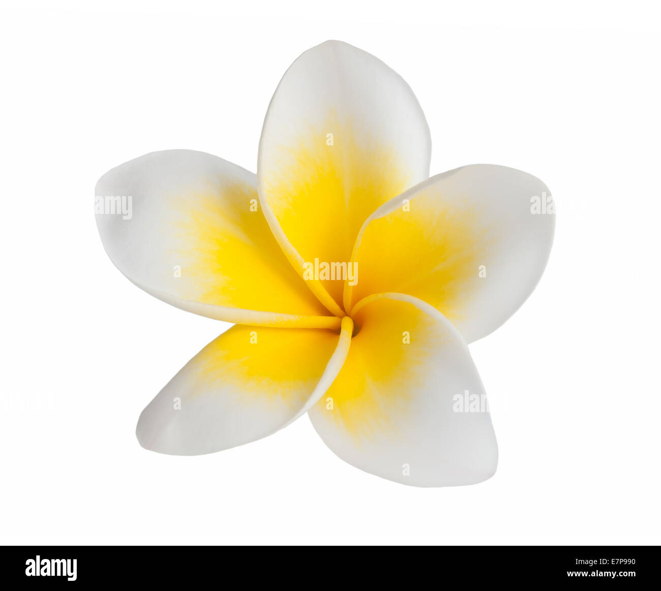 Fiore di frangipani isolati su sfondo bianco Foto Stock