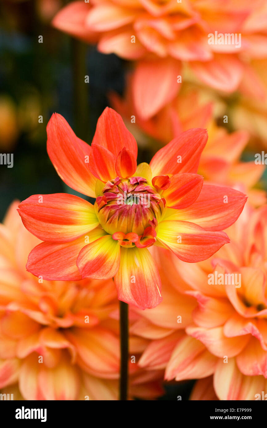 Dahlia 'Karma Fiesta' Foto Stock