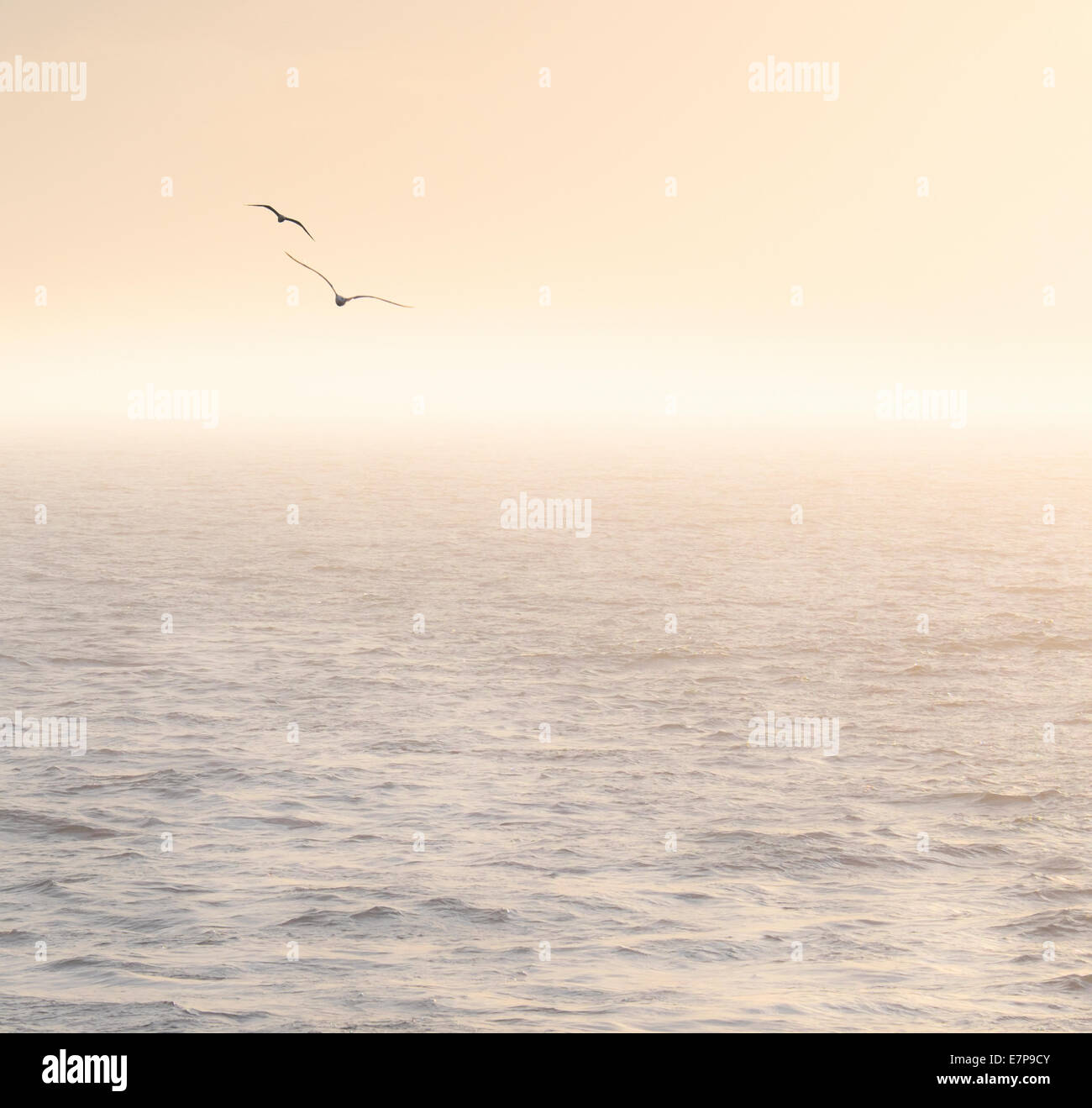 Gabbiani sorvolano mare mediterraneo di sunrise Foto Stock