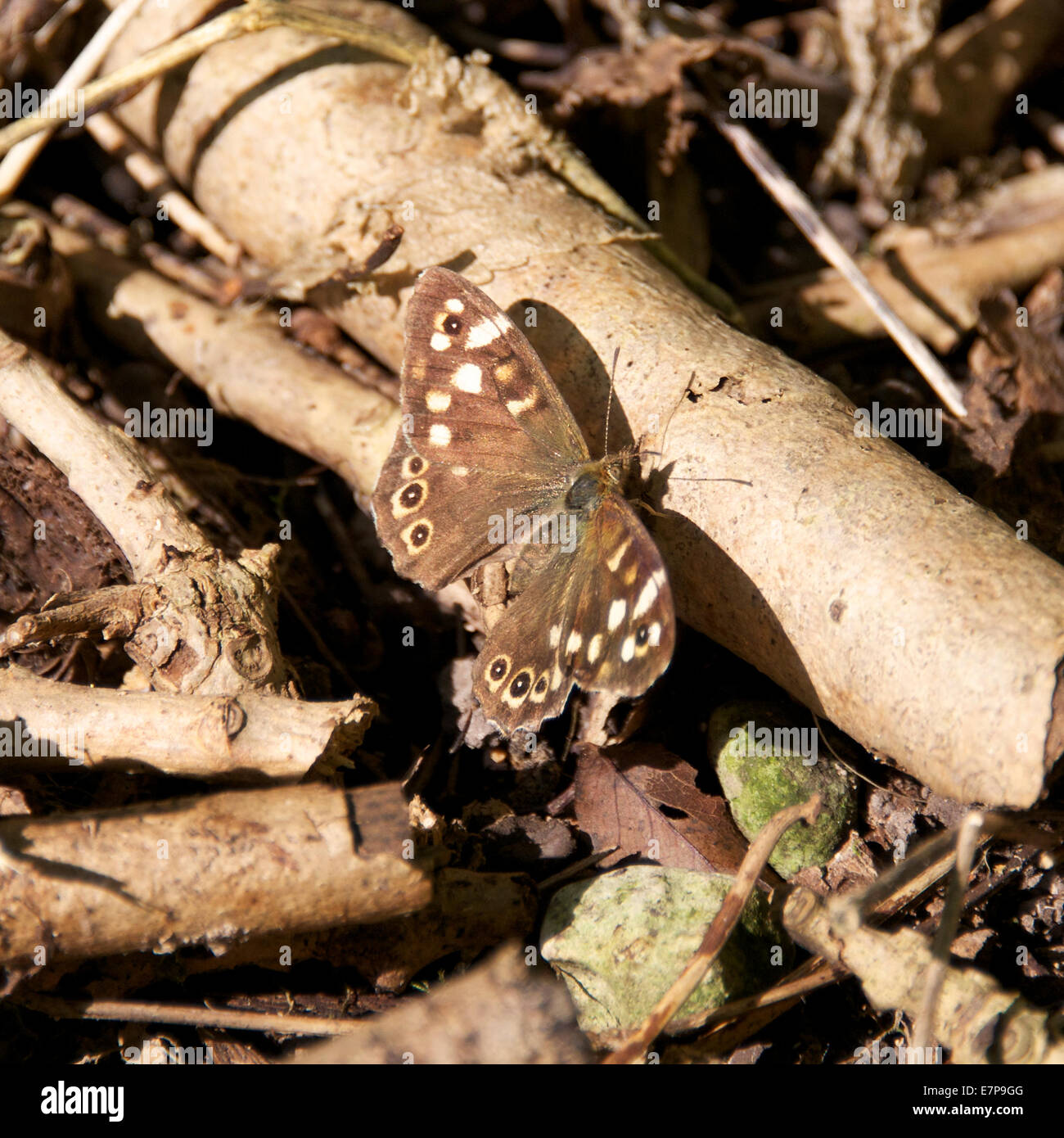 Regno Unito Meteo Reigate, Surrey. Lunedì 22 settembre 2014. Un legno maculato Butterfly 'Pararge aegeria' poggia nel sottobosco di boschi ai piedi del North Downs, Reigate, Surrey Credito: Foto di Lindsay Constable / Alamy Live News Foto Stock