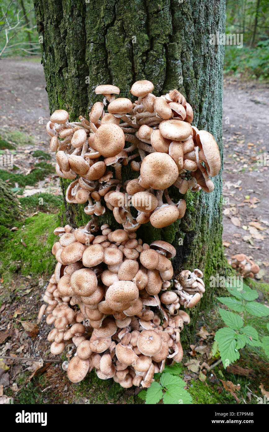 Sombere honingzwam Armillaria ostoyae Armillaria ostoyae Foto Stock