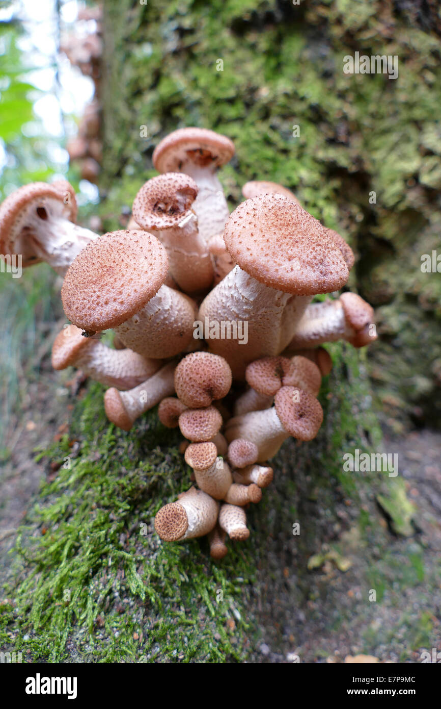 Sombere honingzwam Armillaria ostoyae Foto Stock