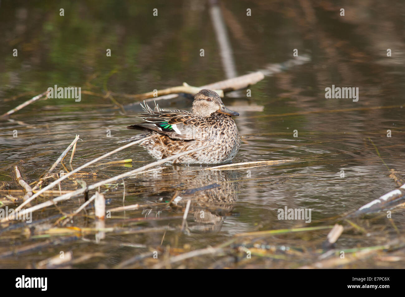 Femmina di TEAL in appoggio nella luce calda del pomeriggio Foto Stock