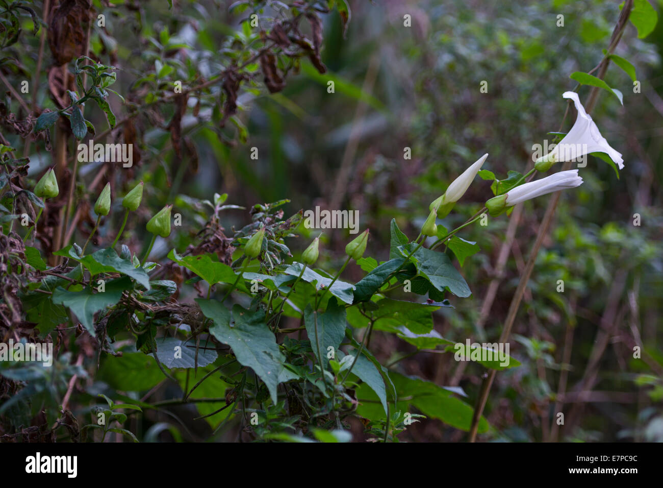 Hedge centinodia o bellbind Calystegia sepium Foto Stock