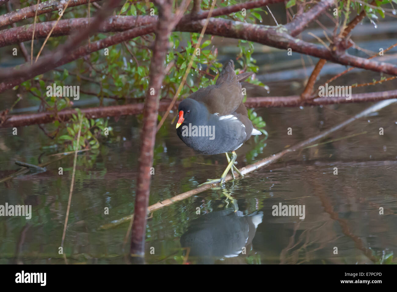 Moorhen comune nei pressi della palude Foto Stock