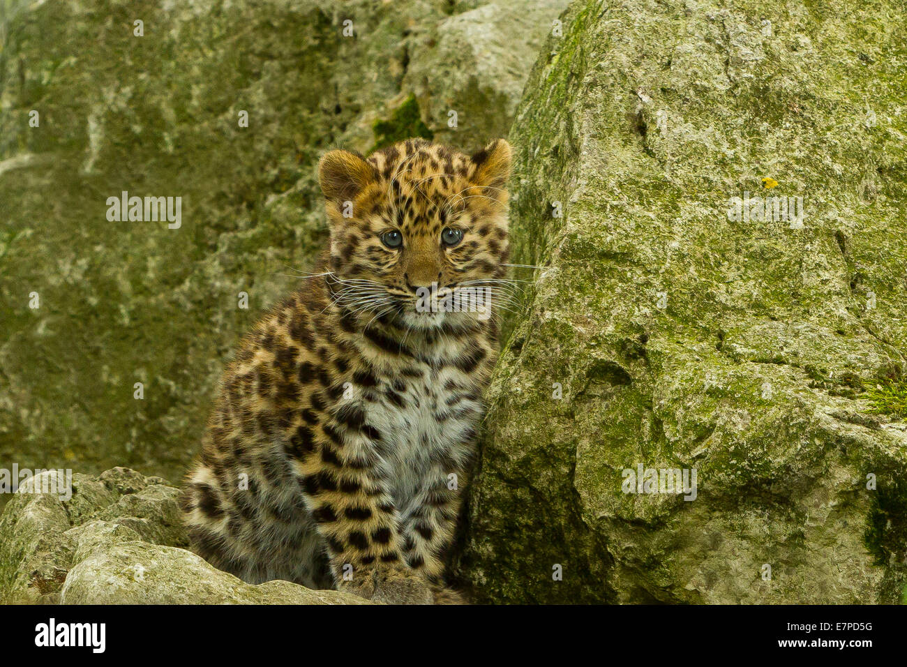 Estremamente raro leopardo di Amur Cub (Panthera Pardus orientalis) seduti sulle rocce Foto Stock