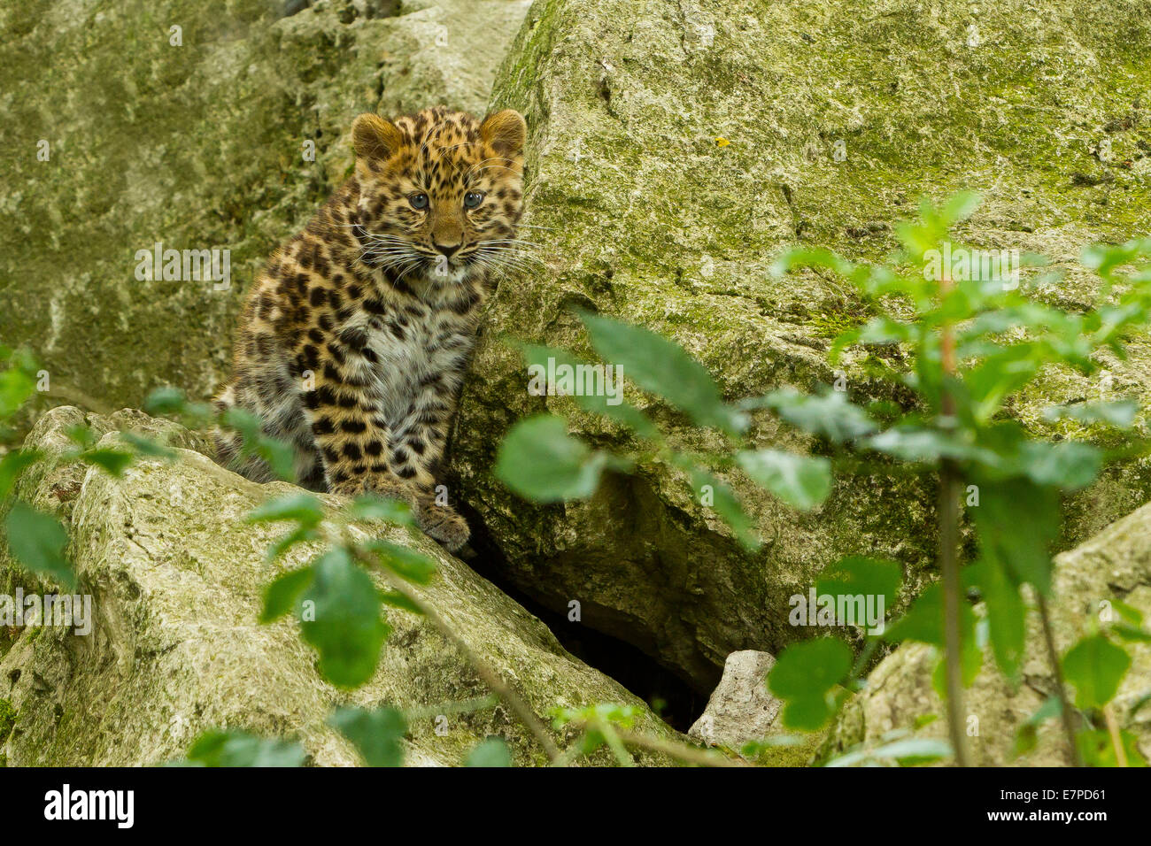 Estremamente raro leopardo di Amur Cub (Panthera Pardus orientalis) seduti sulle rocce Foto Stock