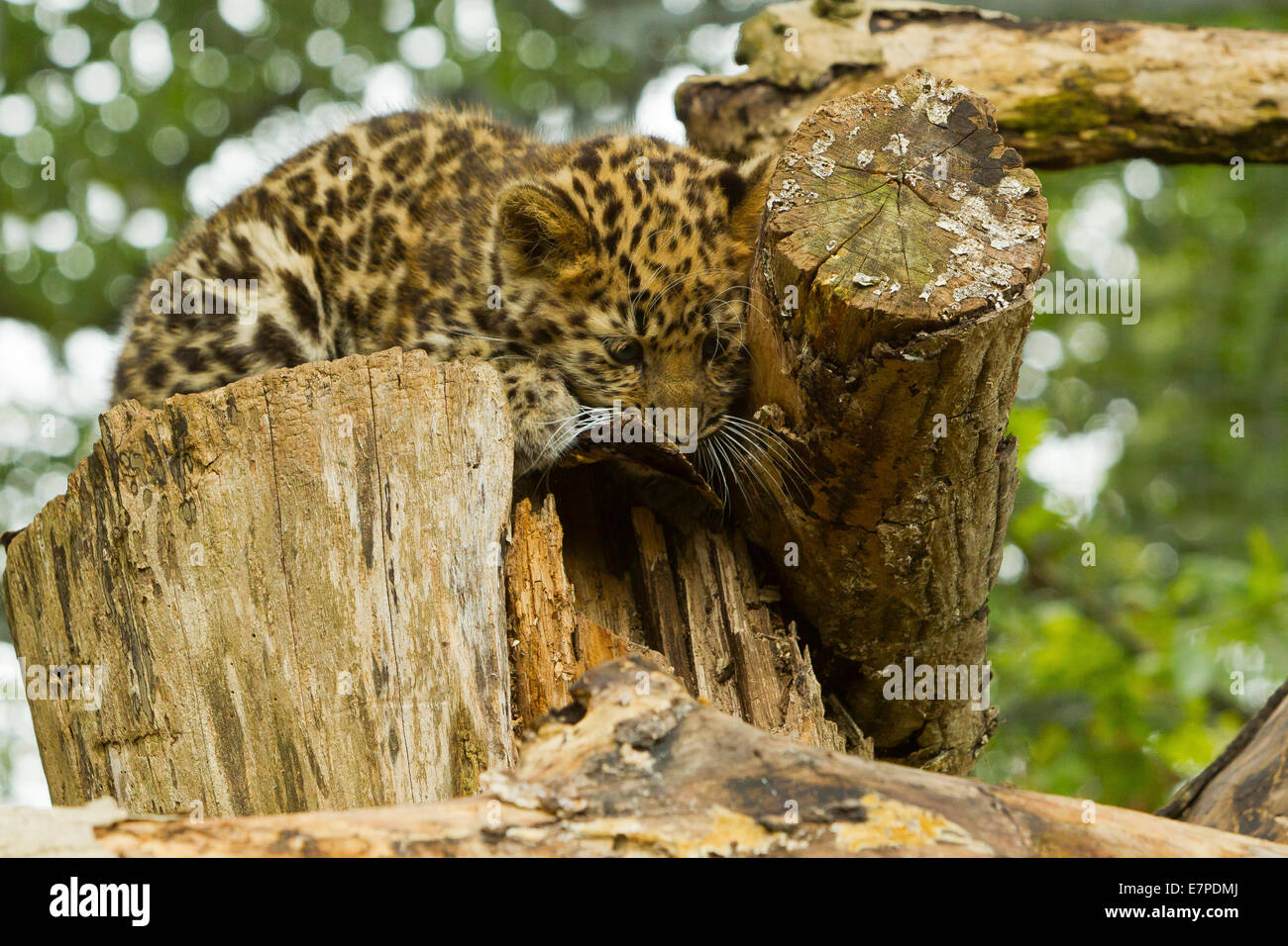 Estremamente raro leopardo di Amur Cub (Panthera Pardus orientalis) recante sul ceppo di albero Foto Stock