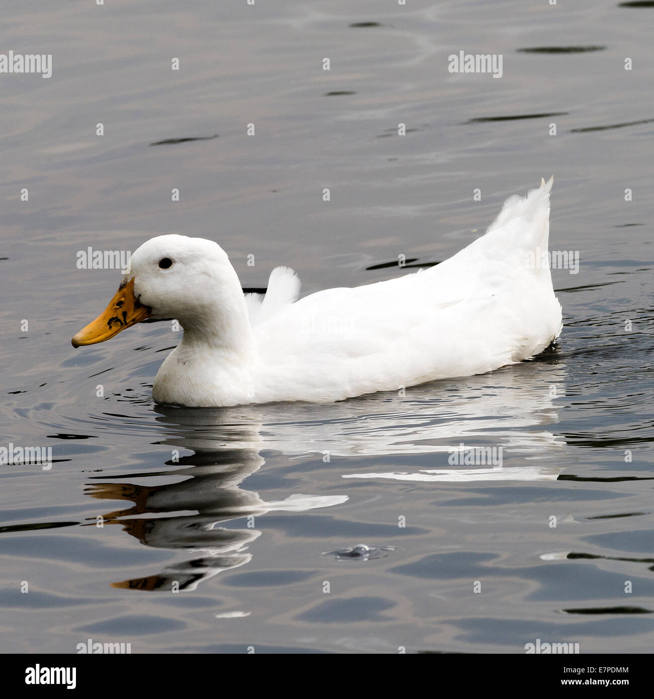 Bianco anatra addomesticata nuoto su un lago a Fairburn Ings vicino a Castleford West Yorkshire England Regno Unito Regno Unito Foto Stock