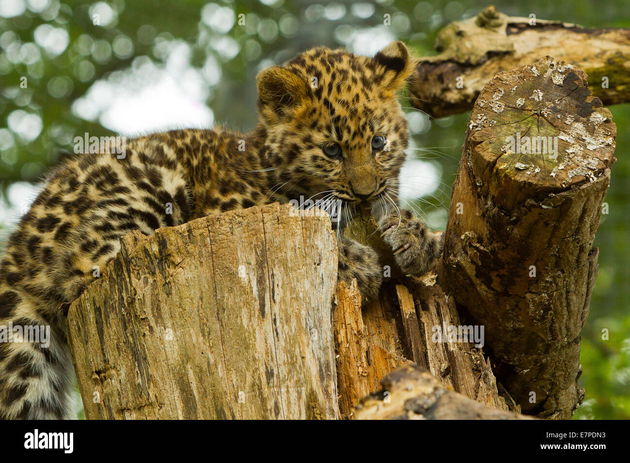 Estremamente raro leopardo di Amur Cub (Panthera Pardus orientalis) recante sul ceppo di albero Foto Stock