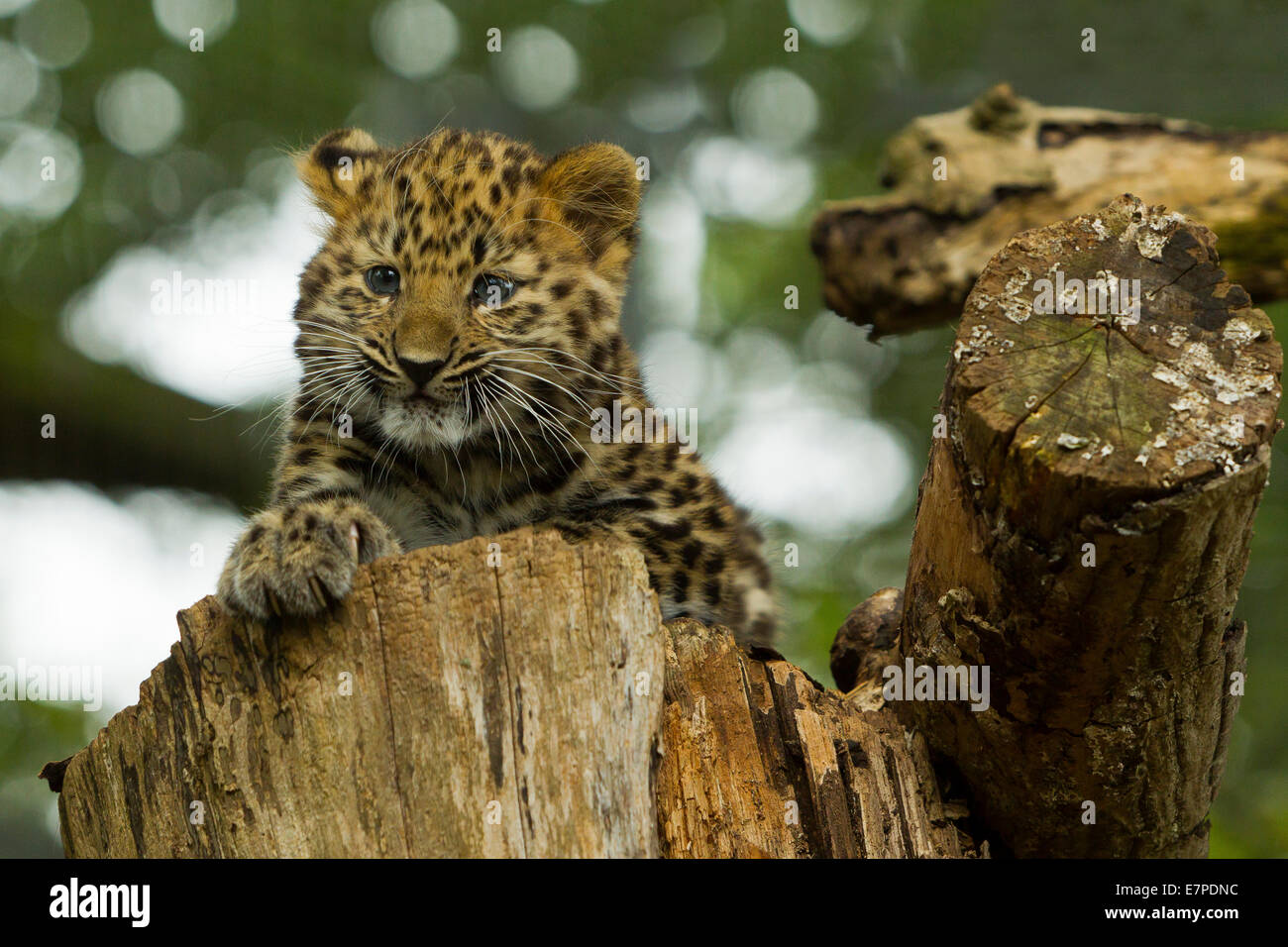 Estremamente raro leopardo di Amur Cub (Panthera Pardus orientalis) recante sul ceppo di albero Foto Stock