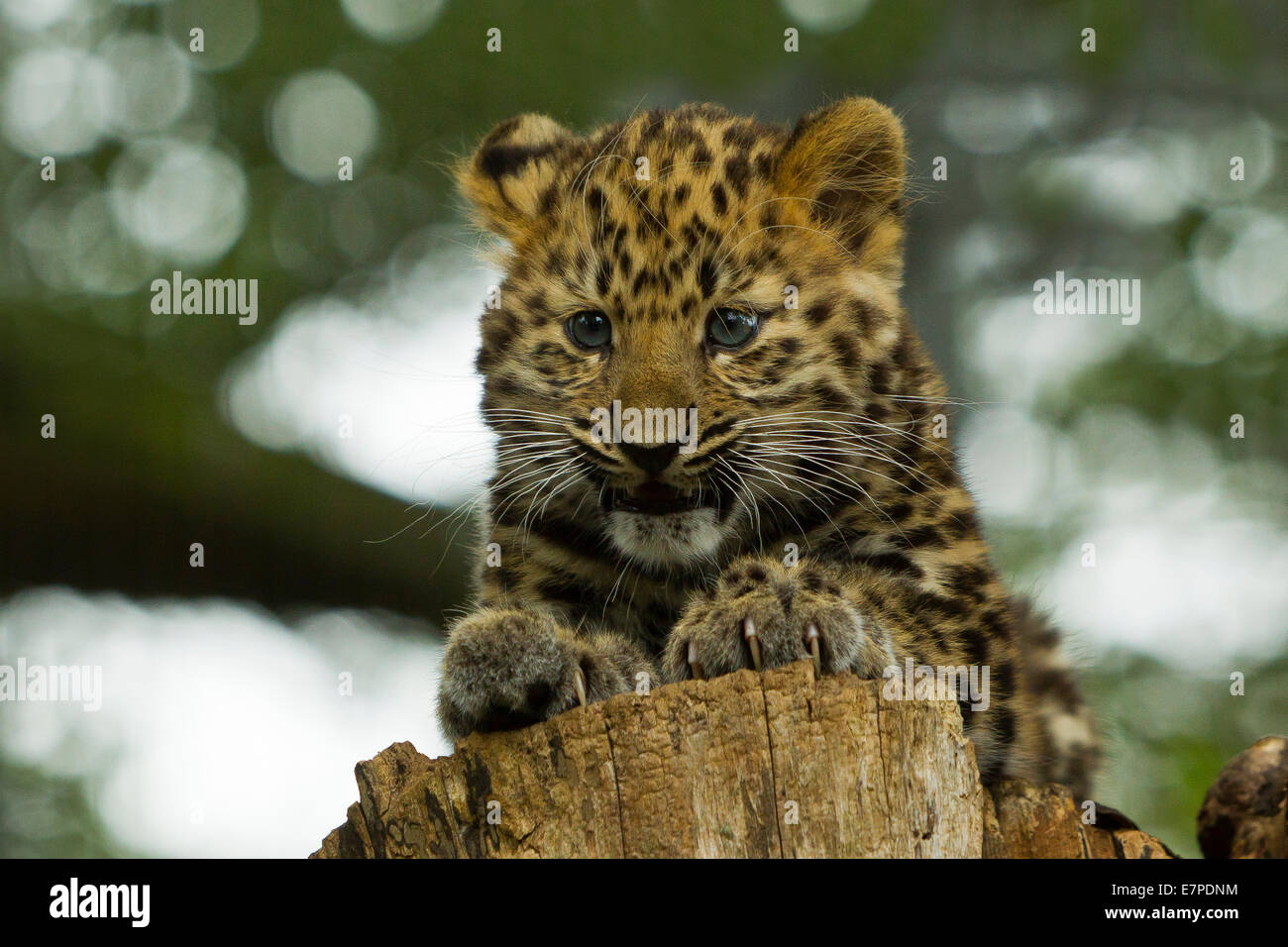 Estremamente raro leopardo di Amur Cub (Panthera Pardus orientalis) recante sul ceppo di albero Foto Stock