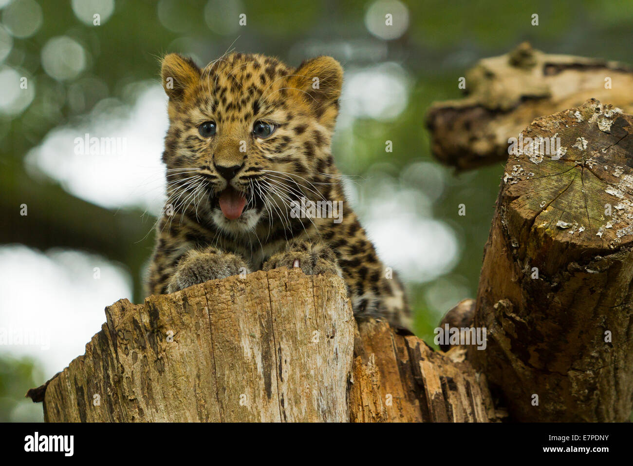 Estremamente raro leopardo di Amur Cub (Panthera Pardus orientalis) recante sul ceppo di albero Foto Stock