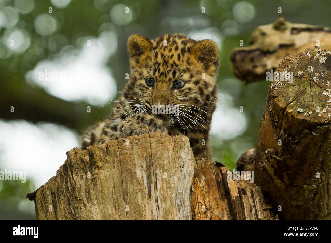 Estremamente raro leopardo di Amur Cub (Panthera Pardus orientalis) recante sul ceppo di albero Foto Stock
