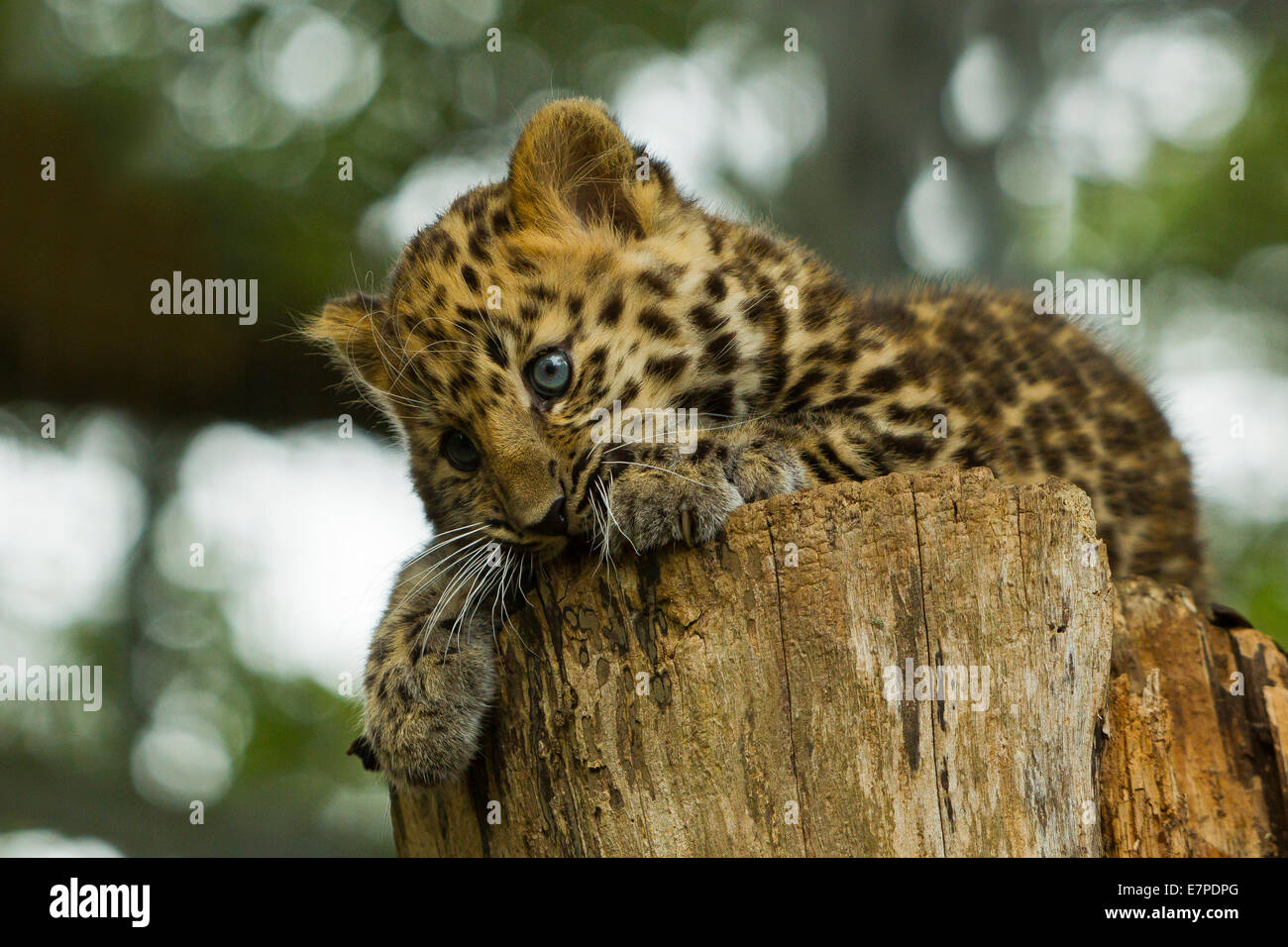 Estremamente raro leopardo di Amur Cub (Panthera Pardus orientalis) recante sul ceppo di albero Foto Stock