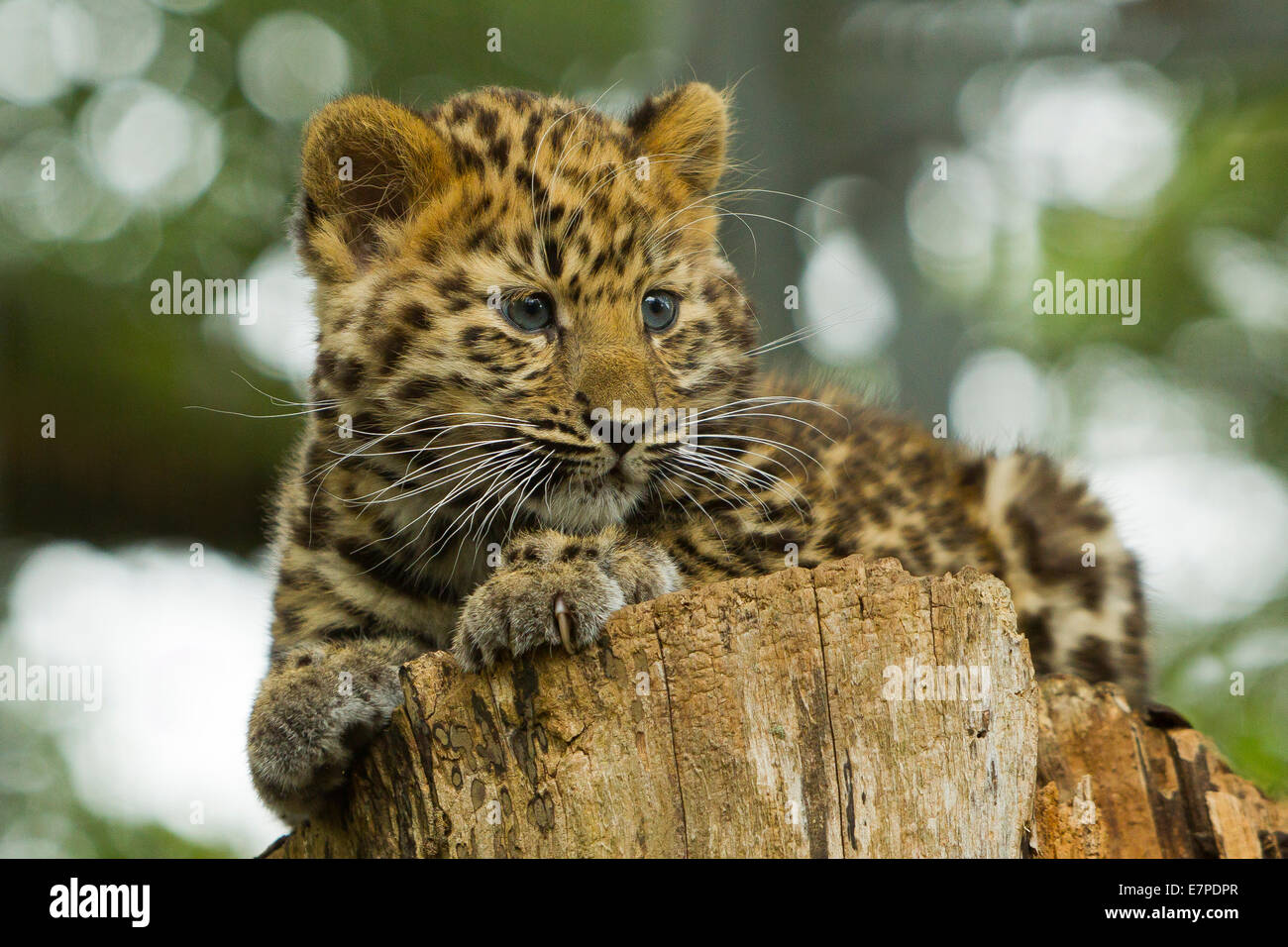 Estremamente raro leopardo di Amur Cub (Panthera Pardus orientalis) recante sul ceppo di albero Foto Stock
