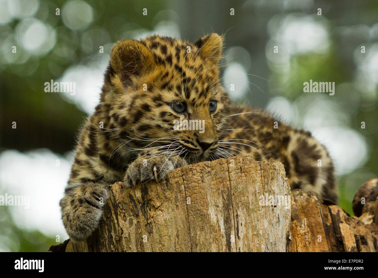 Estremamente raro leopardo di Amur Cub (Panthera Pardus orientalis) recante sul ceppo di albero Foto Stock