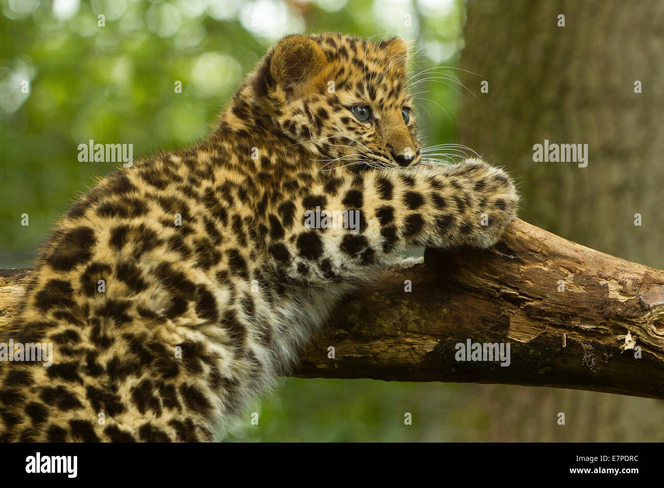 Estremamente raro leopardo di Amur Cub (Panthera Pardus orientalis) Arrampicata su albero Foto Stock
