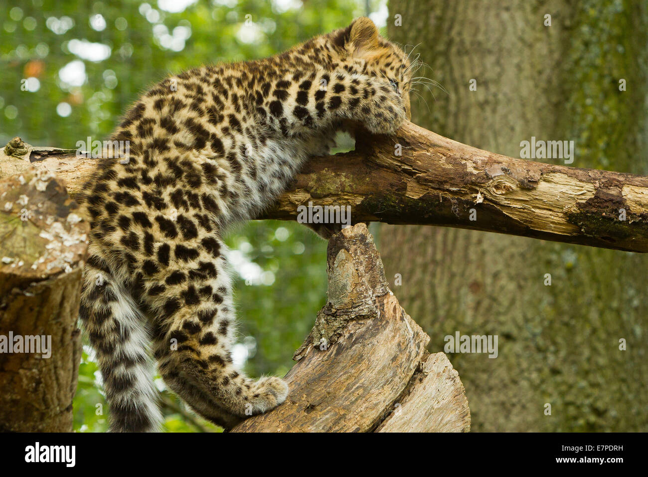 Estremamente raro leopardo di Amur Cub (Panthera Pardus orientalis) Arrampicata su albero Foto Stock