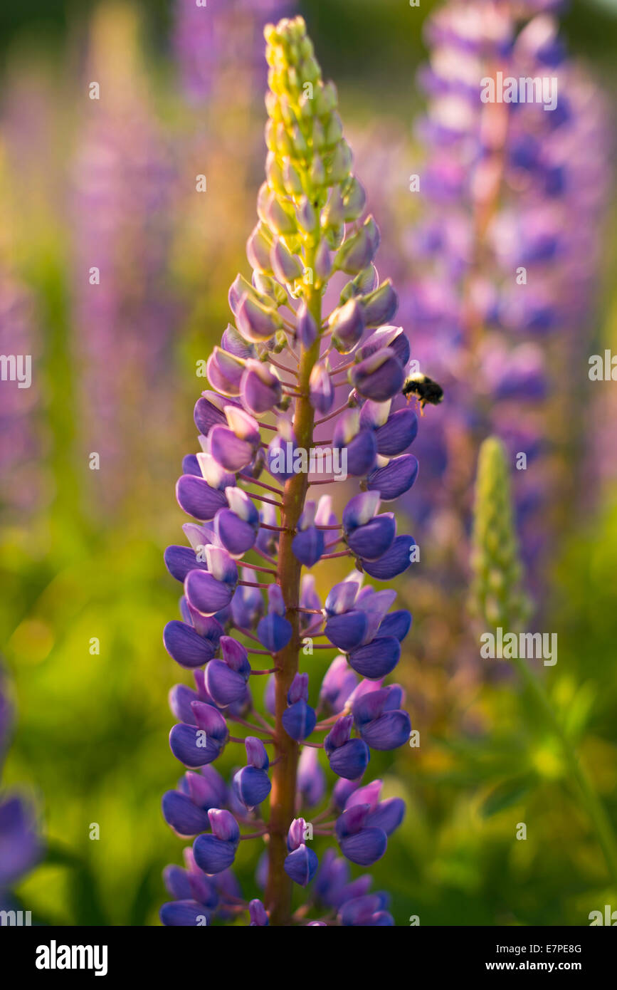 Focus sul fiore di lupino Foto Stock