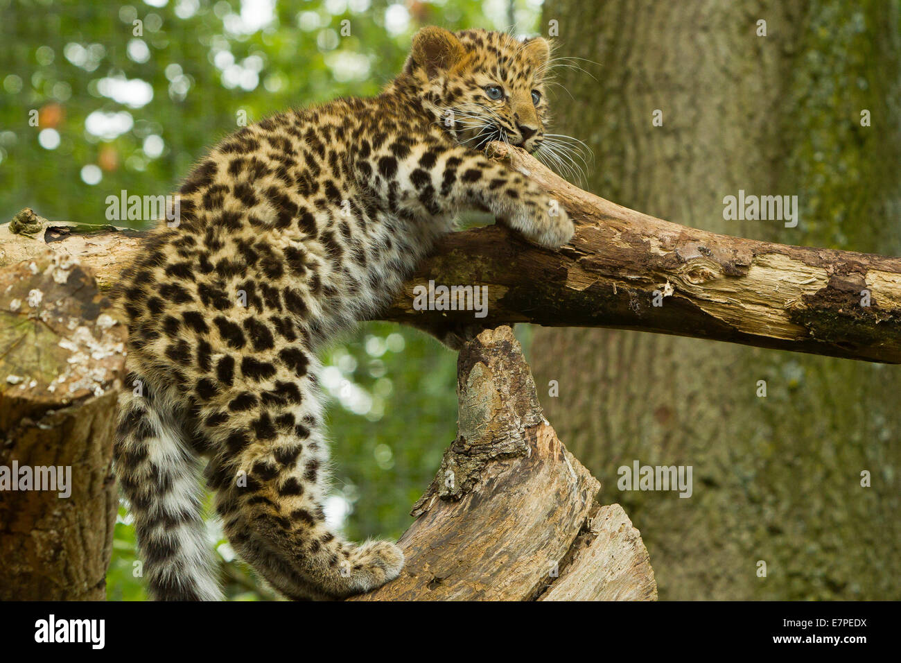 Estremamente raro leopardo di Amur Cub (Panthera Pardus orientalis) Arrampicata su albero Foto Stock