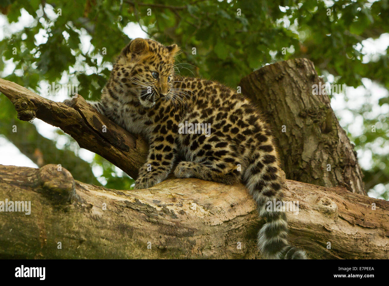 Estremamente raro leopardo di Amur Cub (Panthera Pardus orientalis) Arrampicata su albero Foto Stock