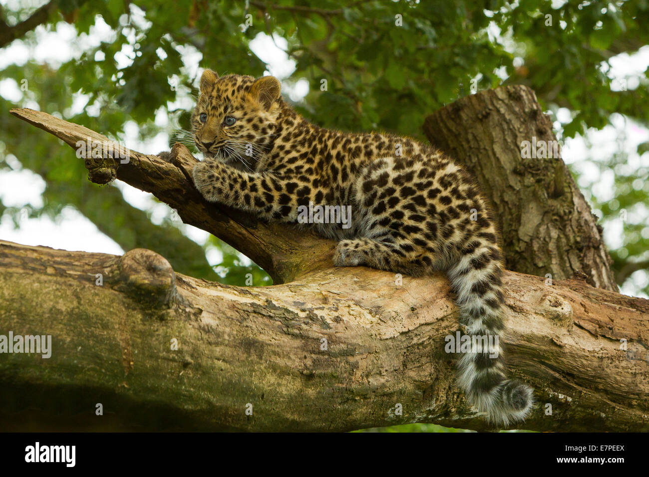 Estremamente raro leopardo di Amur Cub (Panthera Pardus orientalis) Arrampicata su albero Foto Stock