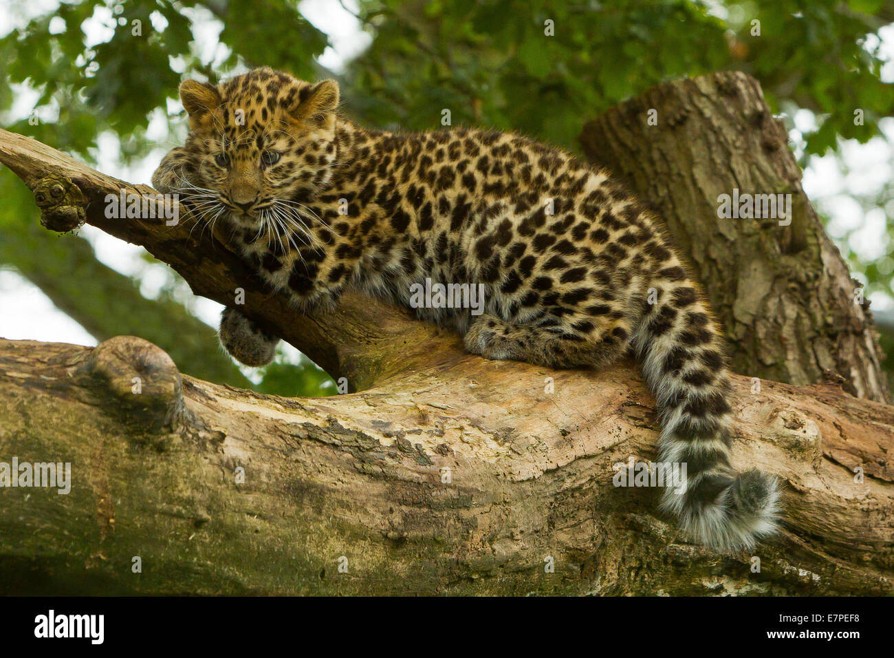 Estremamente raro leopardo di Amur Cub (Panthera Pardus orientalis) Arrampicata su albero Foto Stock