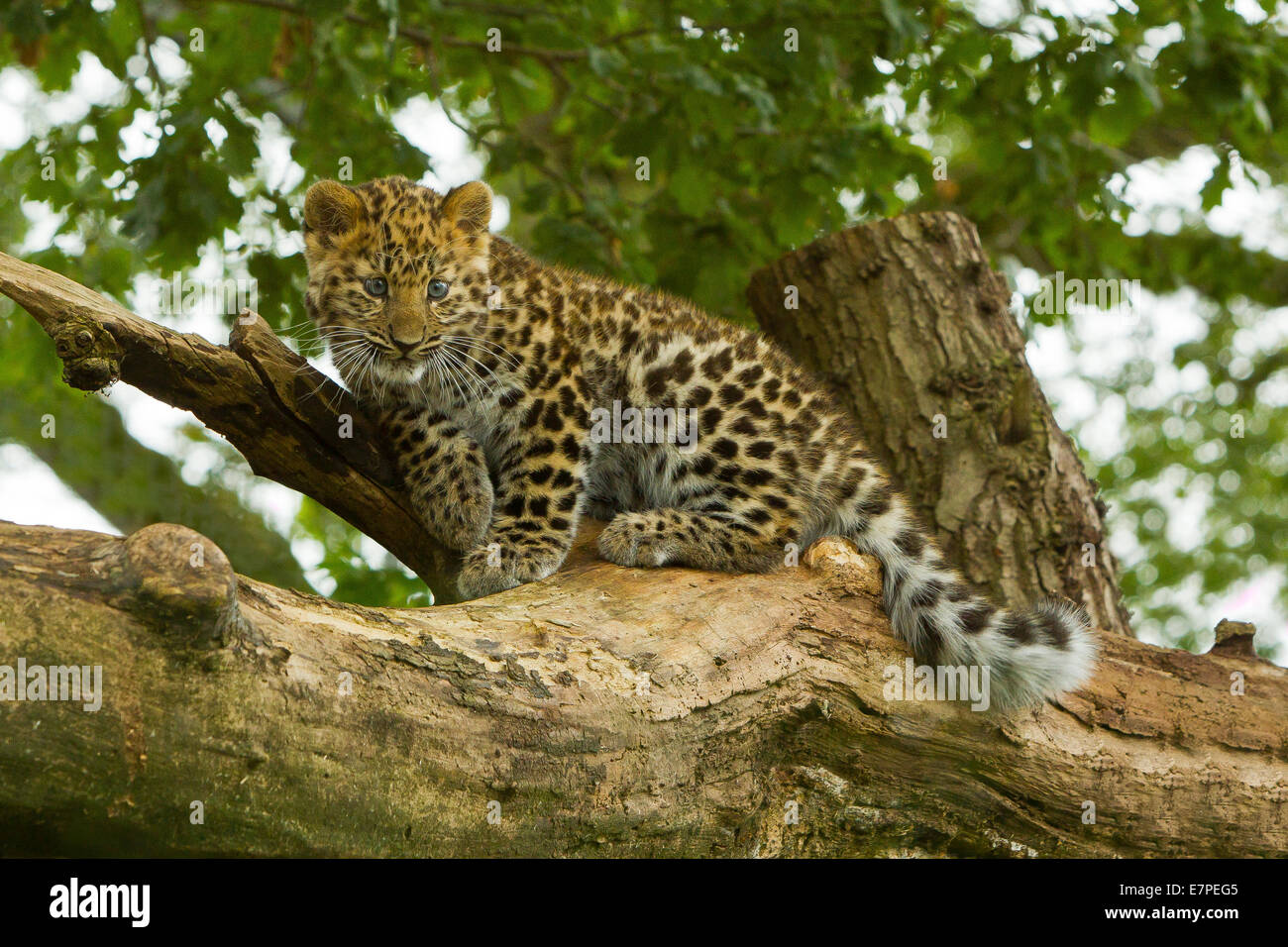 Estremamente raro leopardo di Amur Cub (Panthera Pardus orientalis) Arrampicata su albero Foto Stock
