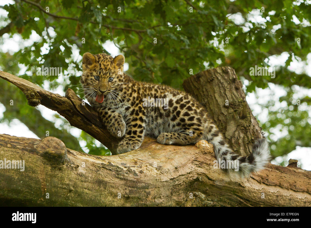 Estremamente raro leopardo di Amur Cub (Panthera Pardus orientalis) Arrampicata su albero Foto Stock