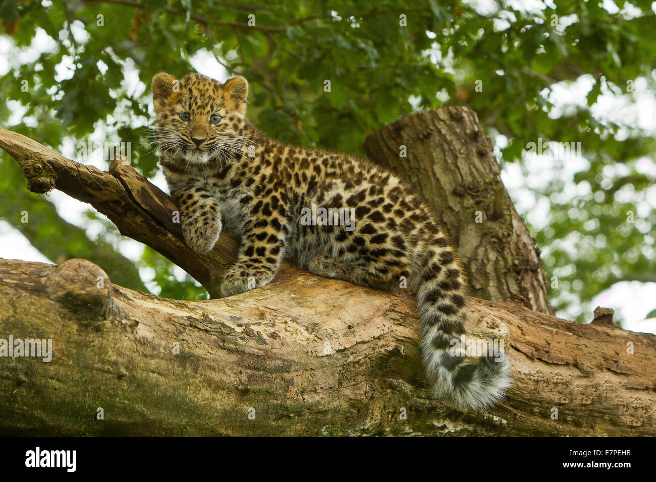 Estremamente raro leopardo di Amur Cub (Panthera Pardus orientalis) Arrampicata su albero Foto Stock