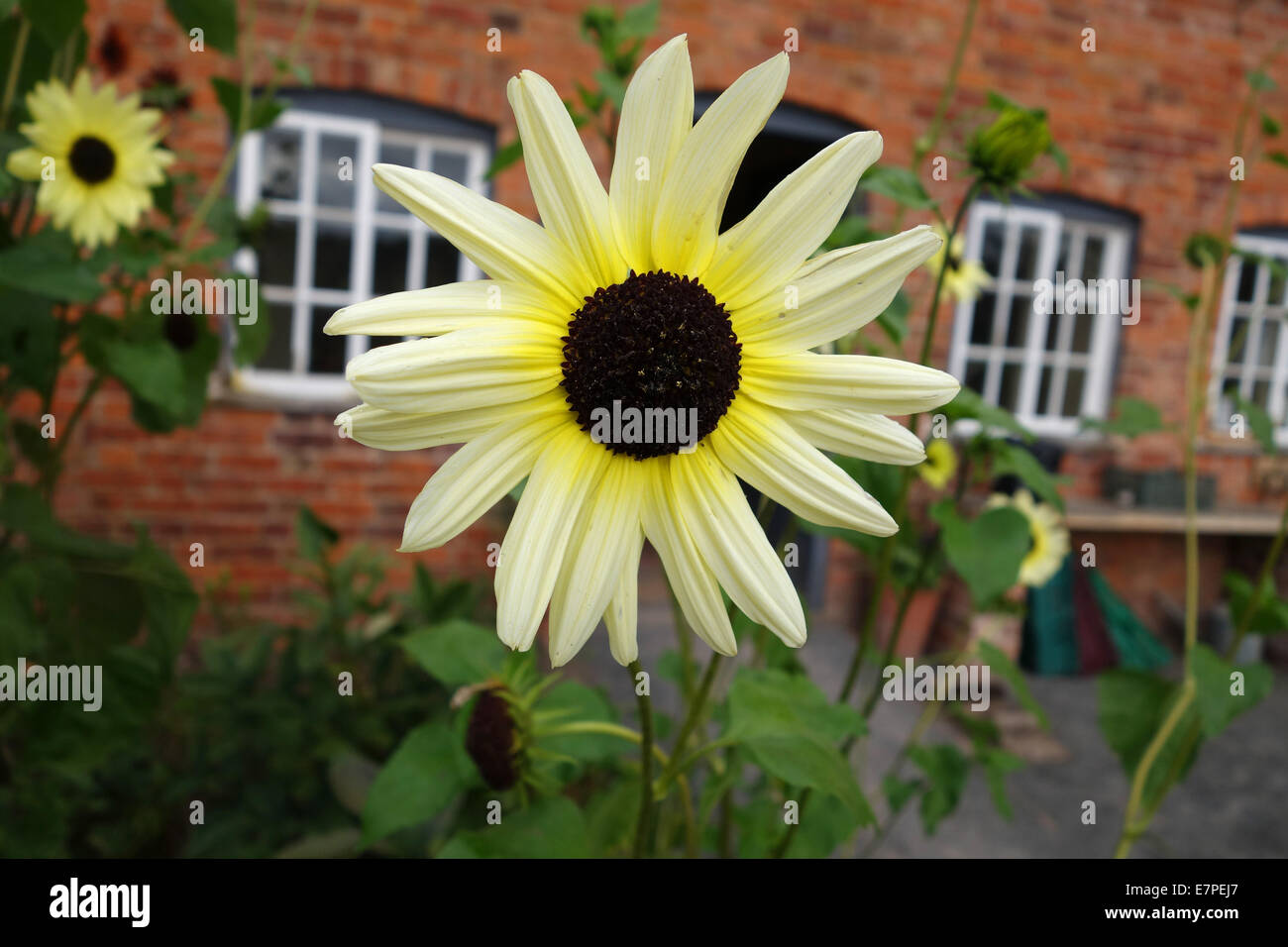 Girasole gelato alla vaniglia Helianthus debilis regno unito Foto Stock