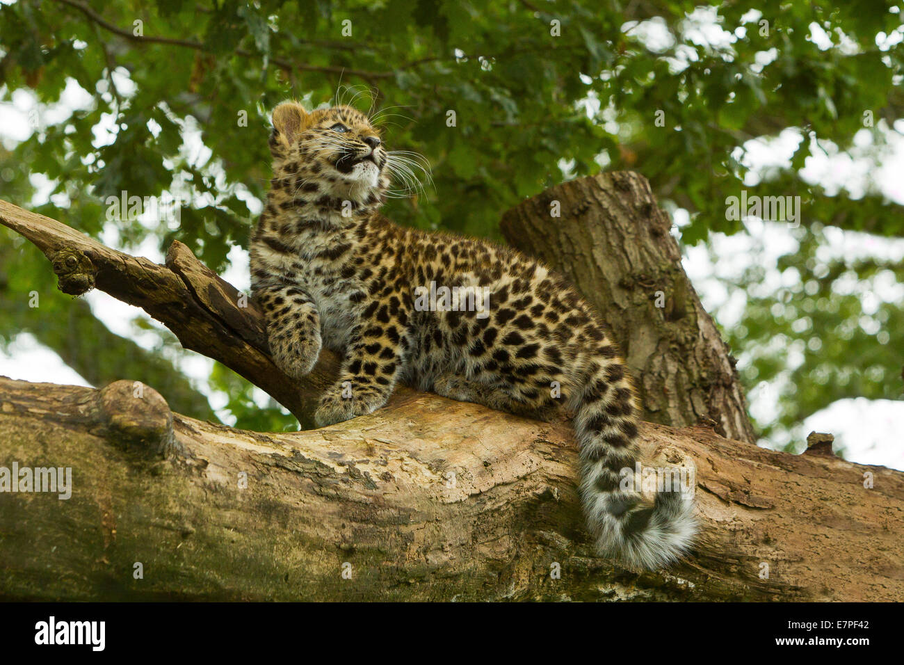 Estremamente raro leopardo di Amur Cub (Panthera Pardus orientalis) Arrampicata su albero Foto Stock