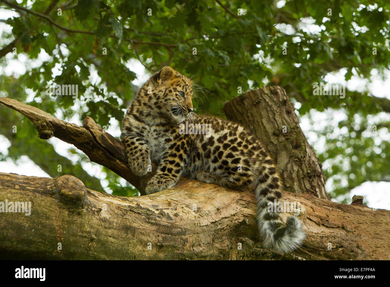Estremamente raro leopardo di Amur Cub (Panthera Pardus orientalis) Arrampicata su albero Foto Stock