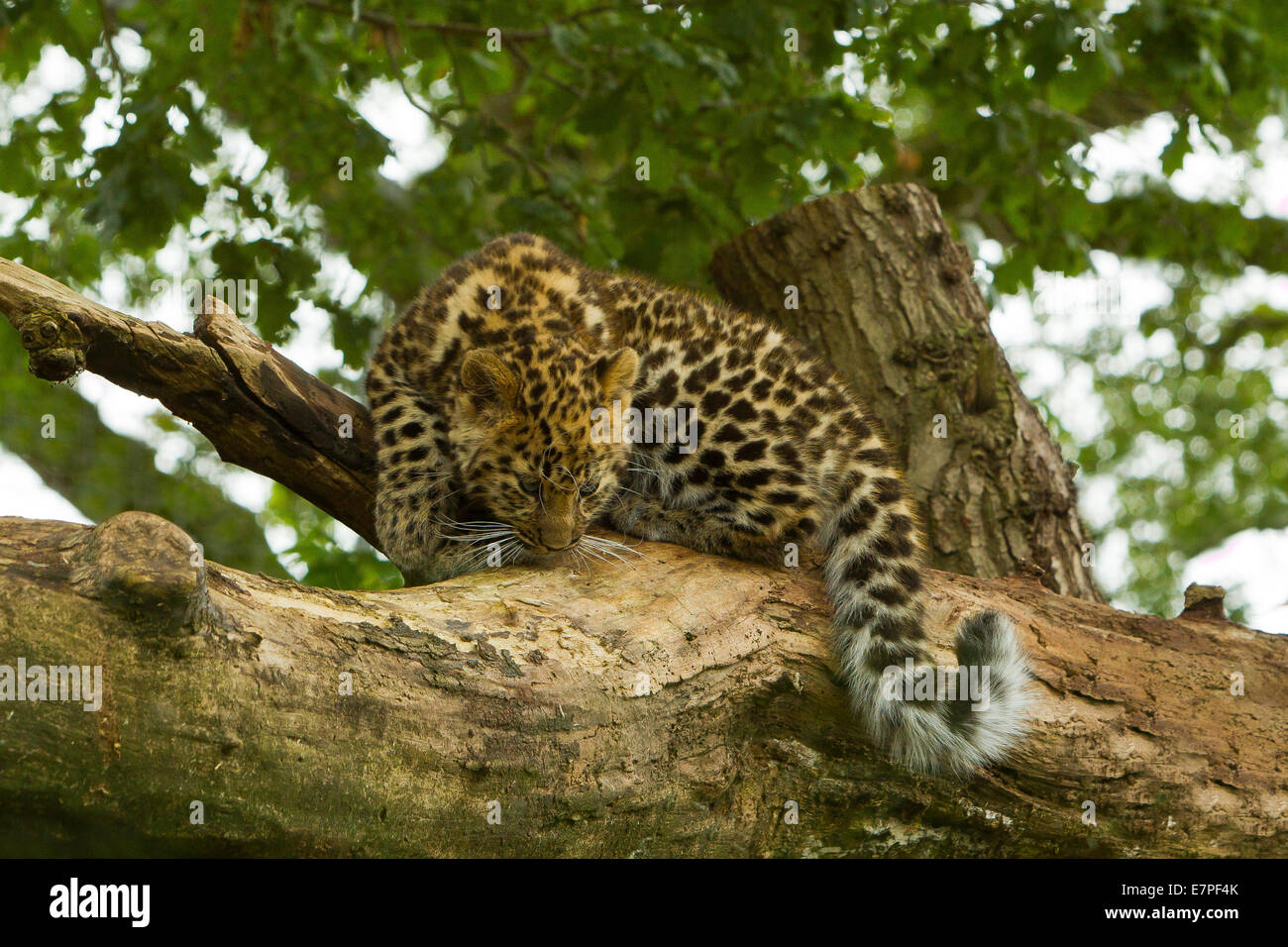 Estremamente raro leopardo di Amur Cub (Panthera Pardus orientalis) Arrampicata su albero Foto Stock