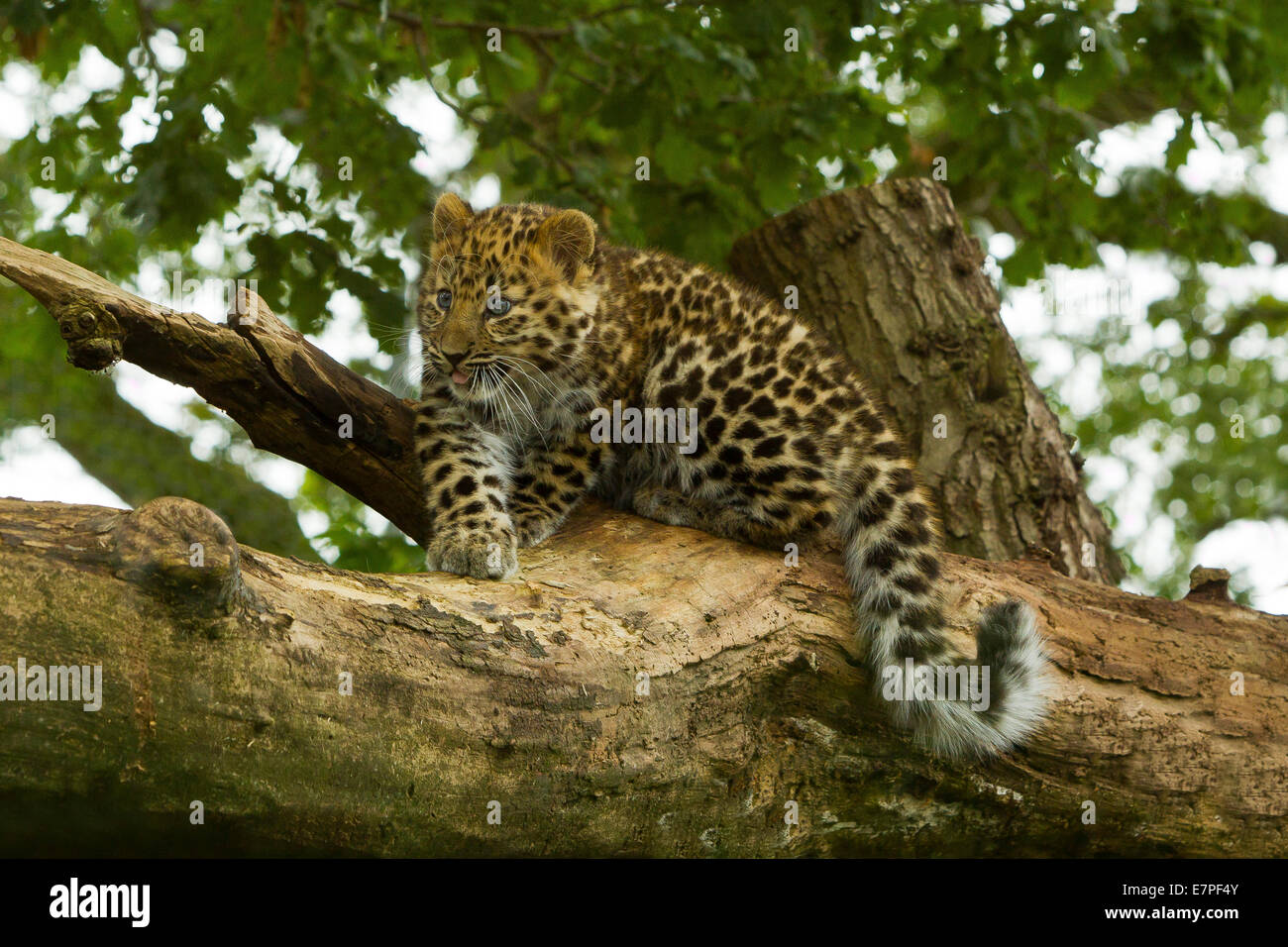 Estremamente raro leopardo di Amur Cub (Panthera Pardus orientalis) Arrampicata su albero Foto Stock