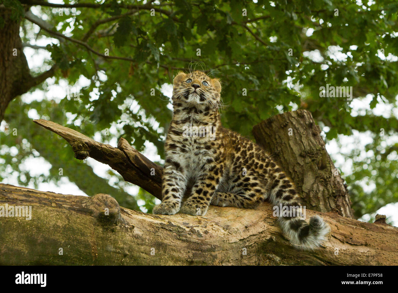 Estremamente raro leopardo di Amur Cub (Panthera Pardus orientalis) Arrampicata su albero Foto Stock