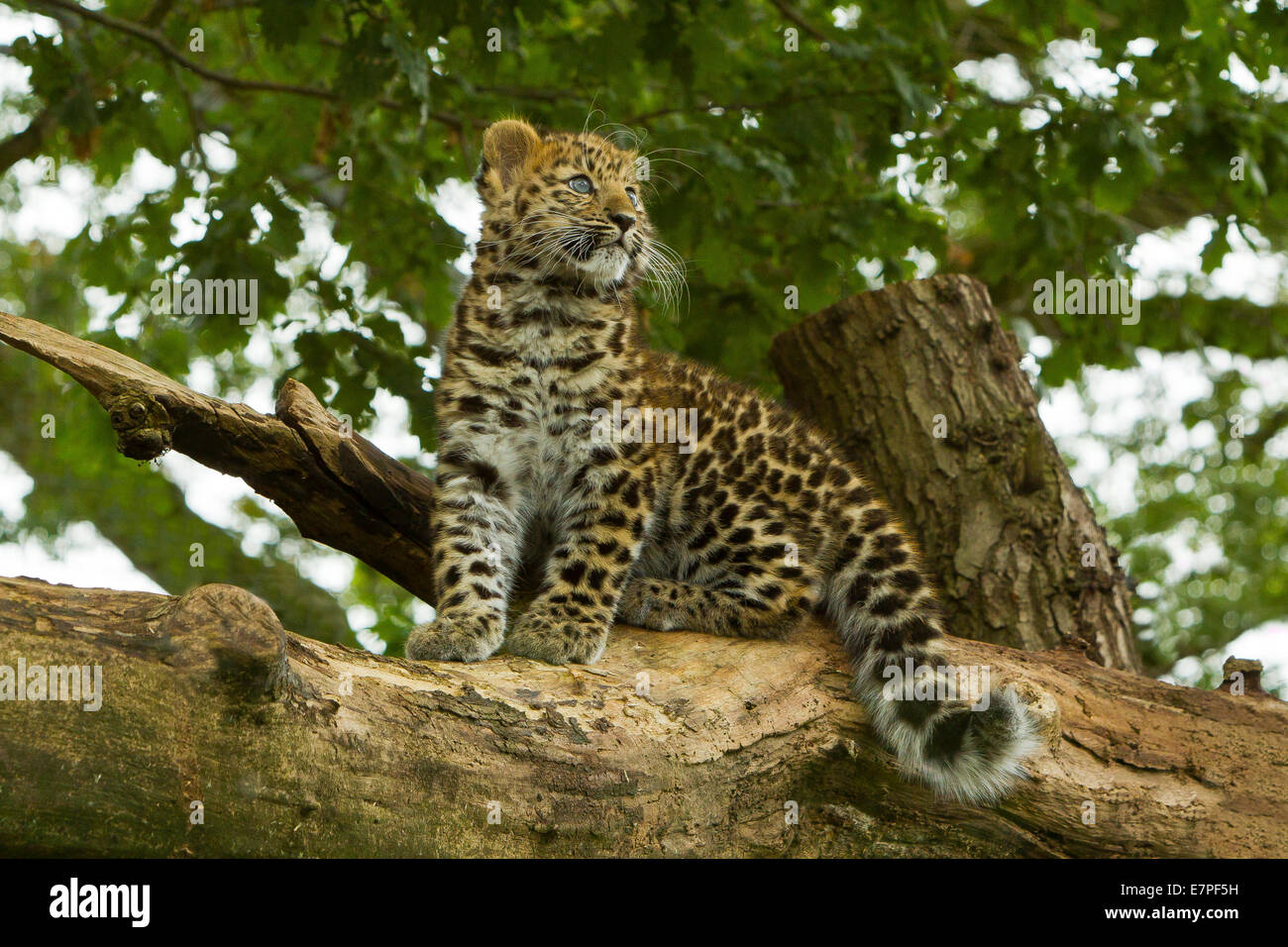 Estremamente raro leopardo di Amur Cub (Panthera Pardus orientalis) Arrampicata su albero Foto Stock