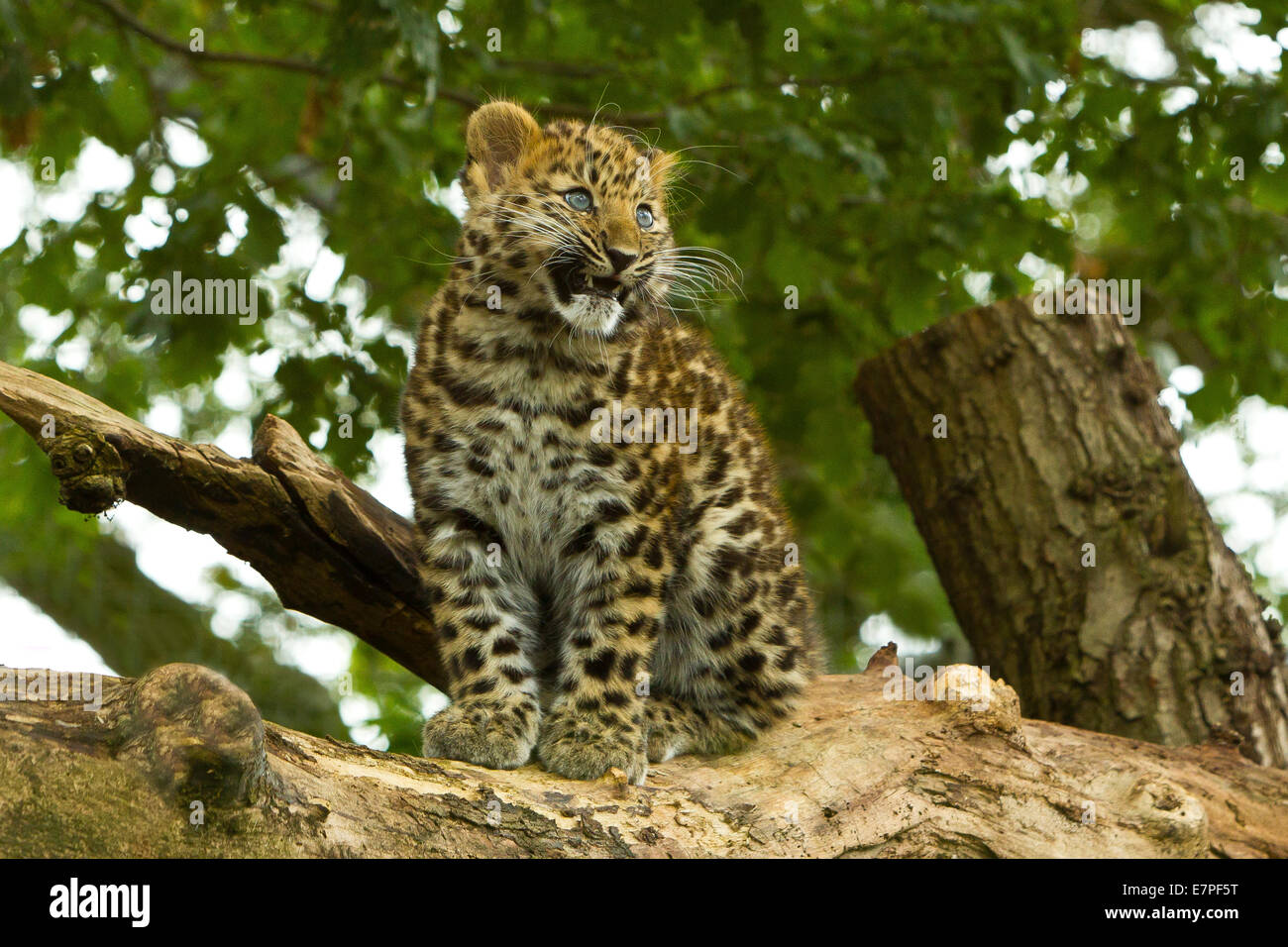 Estremamente raro leopardo di Amur Cub (Panthera Pardus orientalis) Arrampicata su albero Foto Stock
