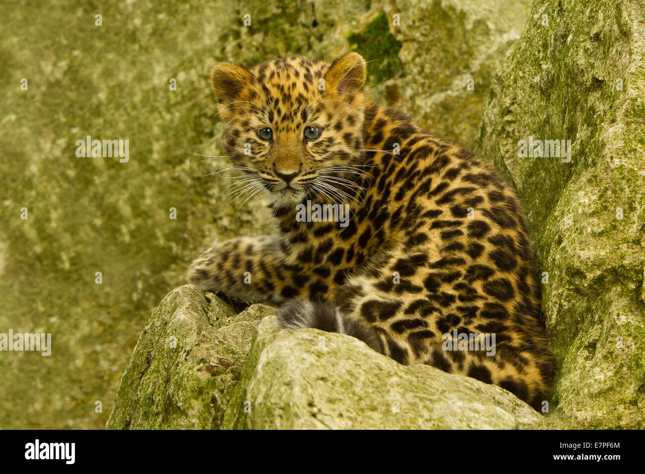 Estremamente raro leopardo di Amur Cub (Panthera Pardus orientalis) seduti sulle rocce Foto Stock
