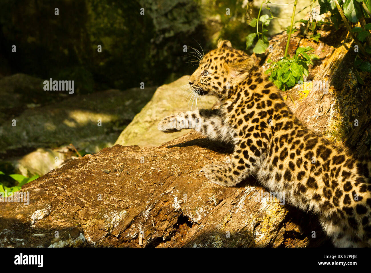 Estremamente raro leopardo di Amur Cub (Panthera Pardus orientalis) camminare su albero Foto Stock
