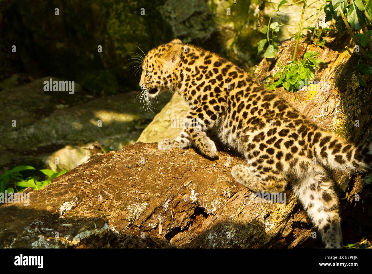 Estremamente raro leopardo di Amur Cub (Panthera Pardus orientalis) camminare su albero Foto Stock