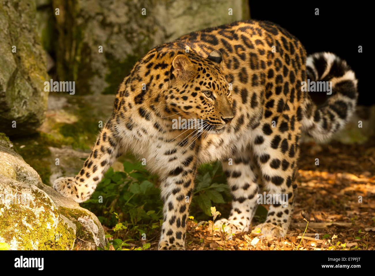 Estremamente raro leopardo di Amur (Panthera Pardus orientalis) con una zampa su roccia Foto Stock