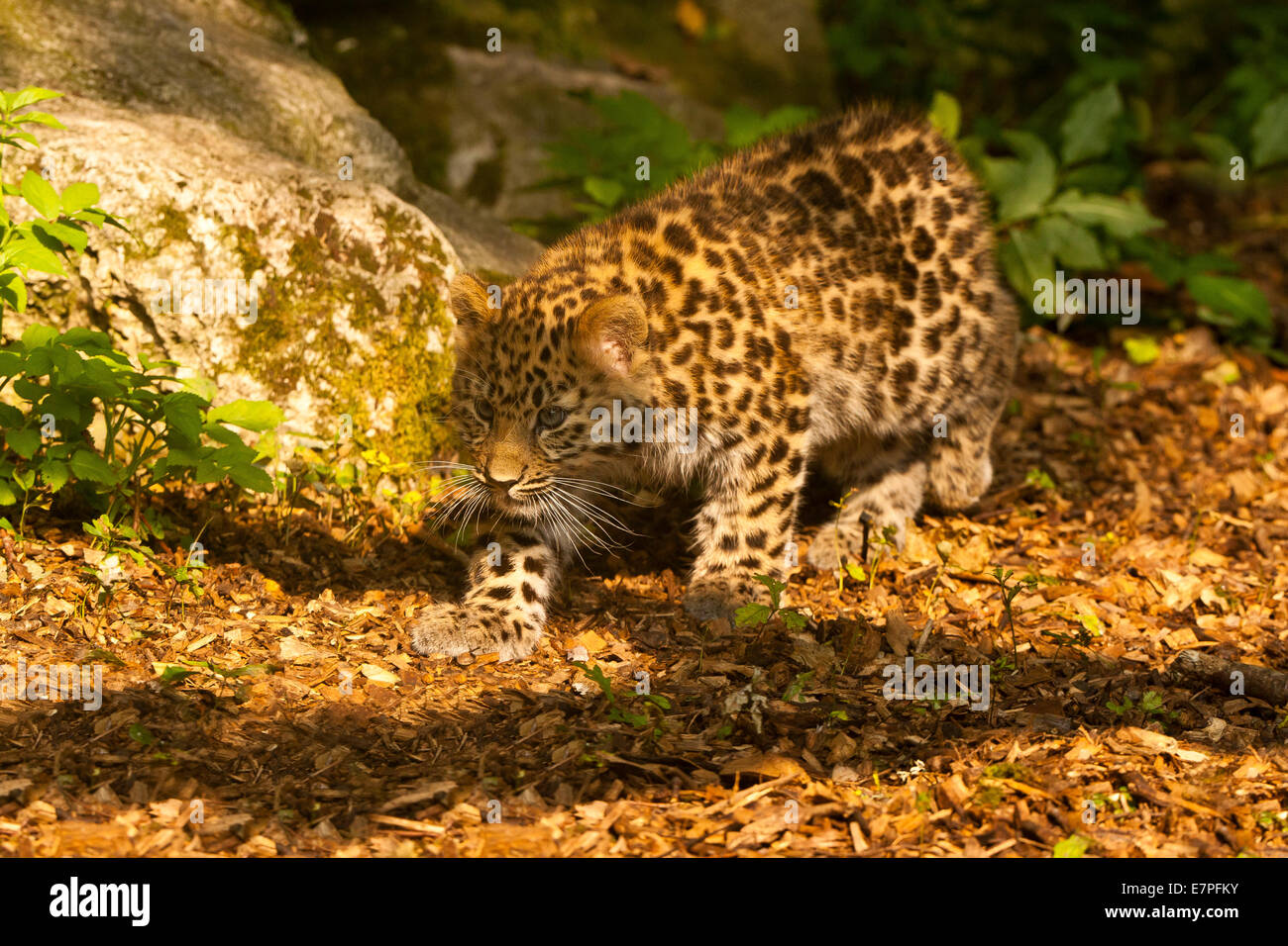 Estremamente raro leopardo di Amur Cub (Panthera Pardus orientalis) Passeggiate Foto Stock