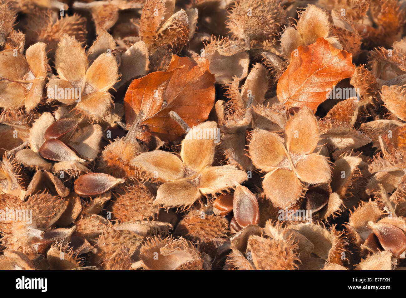 Masse un sacco di essiccato mature caduti faggio baccelli di semi semi sul suolo della foresta primi segni di autunno la caduta Foto Stock