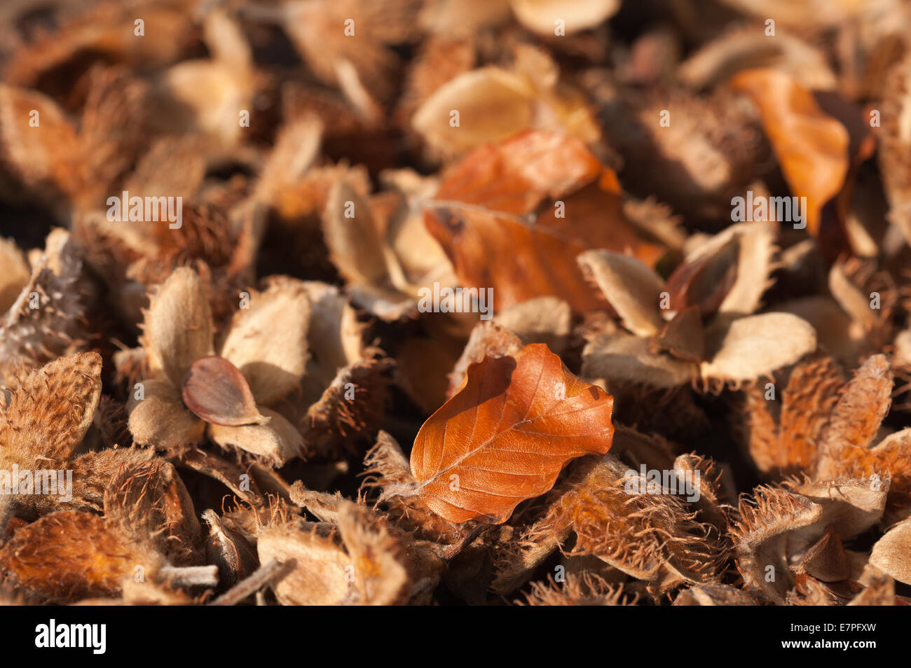 Masse un sacco di essiccato mature caduti faggio baccelli di semi semi sul suolo della foresta primi segni di autunno la caduta Foto Stock