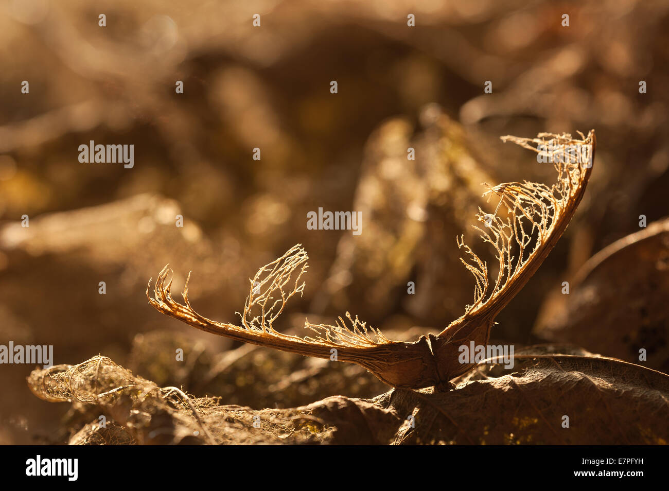 Pizzo interessante modello di rete di scheletro di foglia sul suolo della foresta con acero di monte foglie e semi sul suolo della foresta Foto Stock