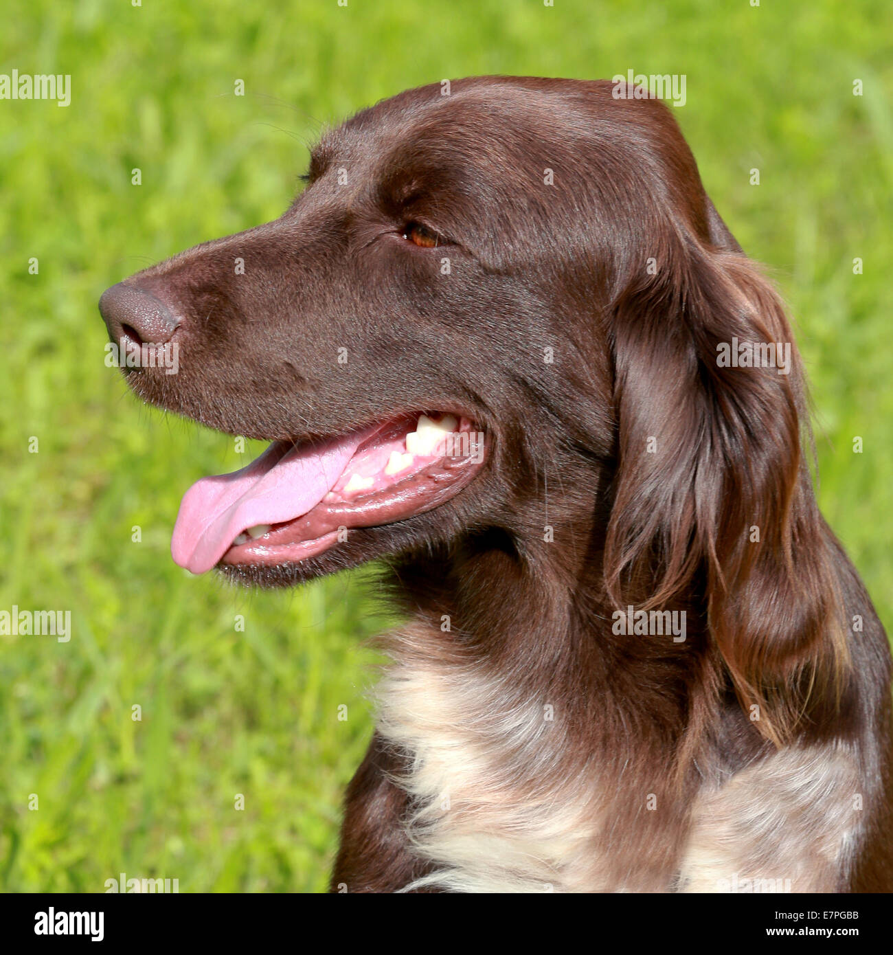 Ritratto di puntamento Munsterlander cane in un giardino estivo Foto Stock